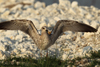 Larus armenicus